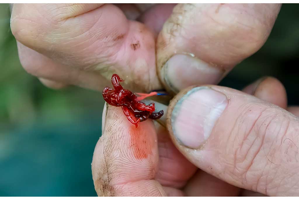 Kaip ant kabliuko užmauti uodo trūklio lervas Kaip ant kabliuko užmauti uodo trūklio lervas