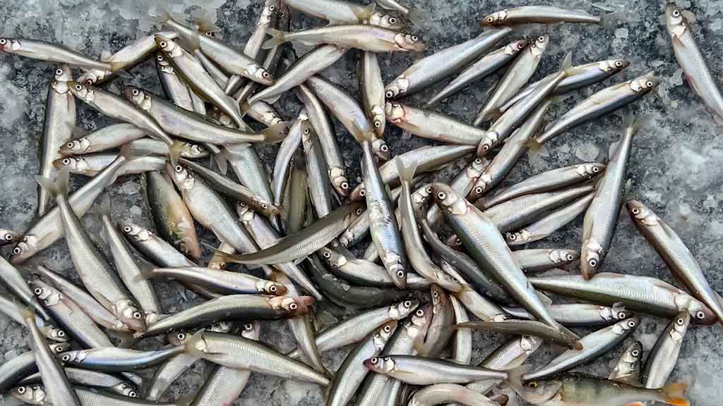 Kuršmarėse kimba ne vien stintos. Pirma dalis Kuršmarėse kimba ne vien stintos. Pirma dalis