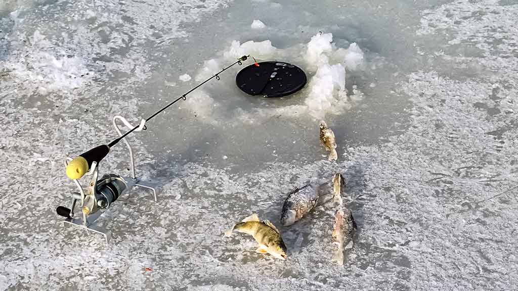 Viduržiemy su avižėle Viduržiemy su avižėle