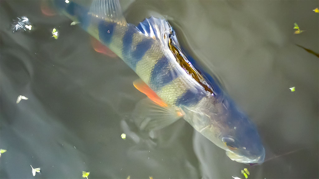 Ešerių žūklė guminukais. Tikrajam rudeniui prasidėjus Ešerių žūklė guminukais. Tikrajam rudeniui prasidėjus