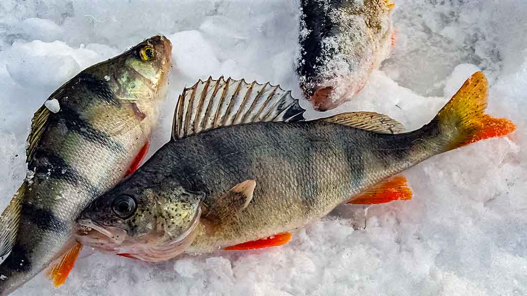 Viduržiemy su avižėle Viduržiemy su avižėle