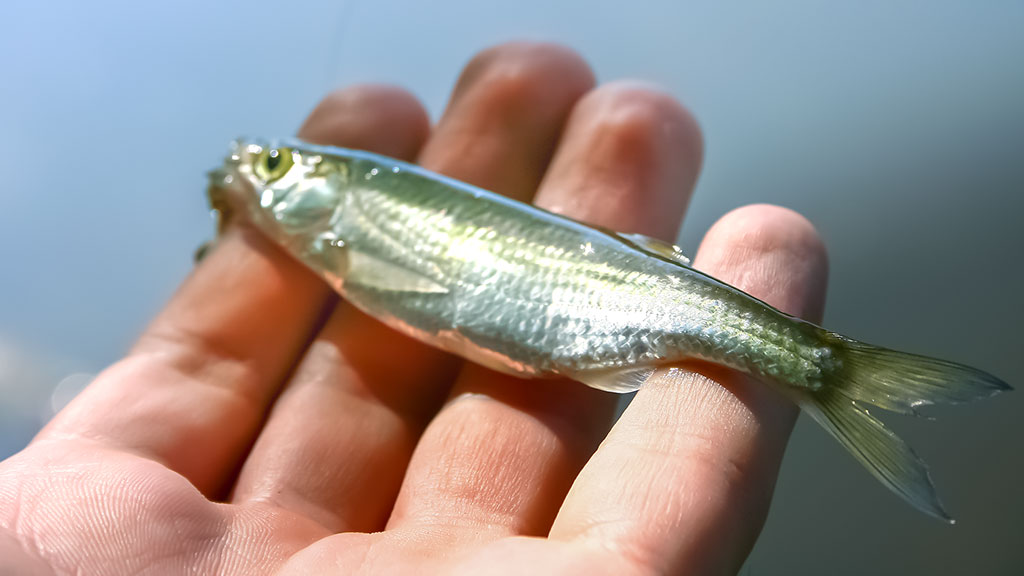 Masalas, kai žuvys visai nekimba... Masalas, kai žuvys visai nekimba...