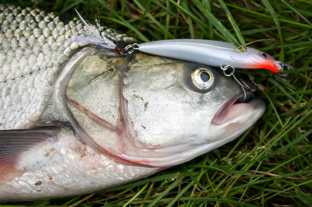 Pakibęs vandens storymėje Pakibęs vandens storymėje