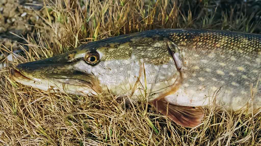 Lydekos, tvičingas ir dideli vobleriai Lydekos, tvičingas ir dideli vobleriai