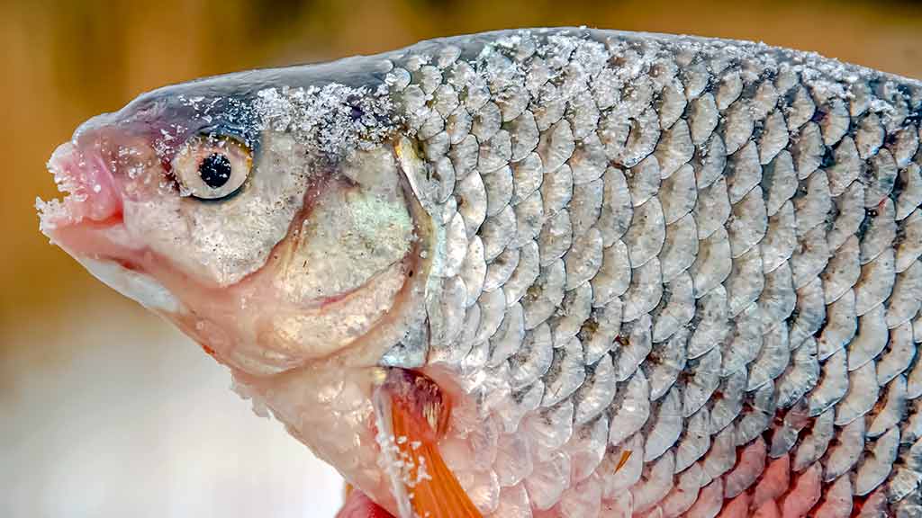 Minijoje ir šalia jos Minijoje ir šalia jos