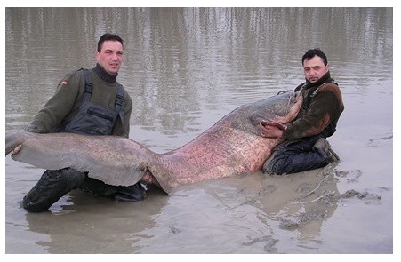 Šamas – pats didžiausias upinis plėšrūnas Šamas – pats didžiausias upinis plėšrūnas