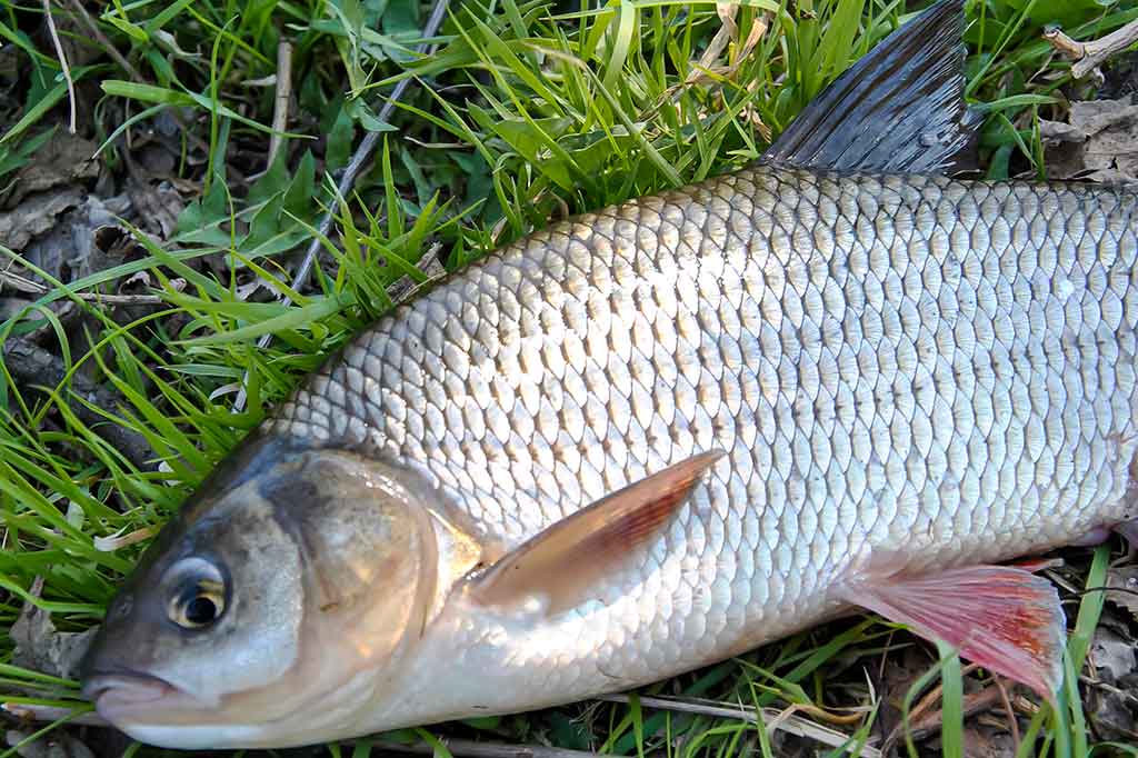Masalai, kurių niekas (beveik niekas) nenaudoja Masalai, kurių niekas (beveik niekas) nenaudoja