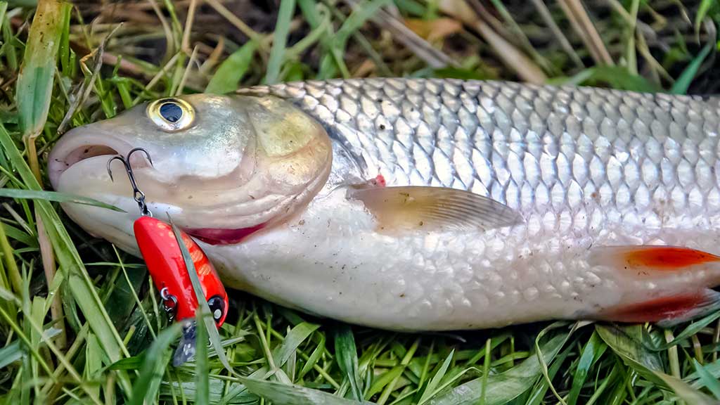 Pirmo aukšto sindromas Pirmo aukšto sindromas