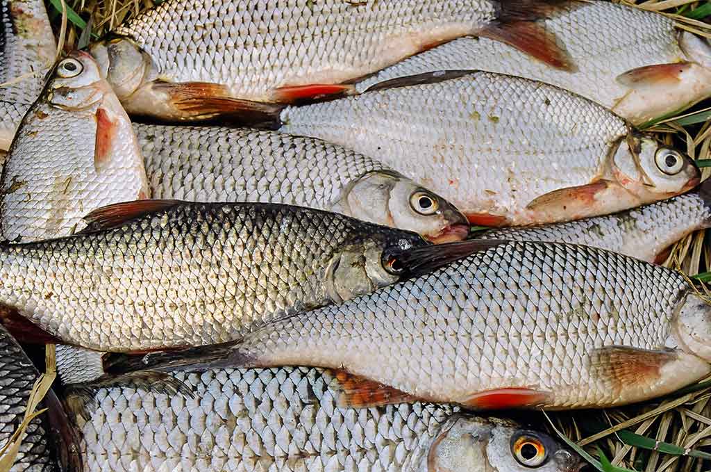 Nubudusio vandens vilionės. Pirma dalis Nubudusio vandens vilionės. Pirma dalis