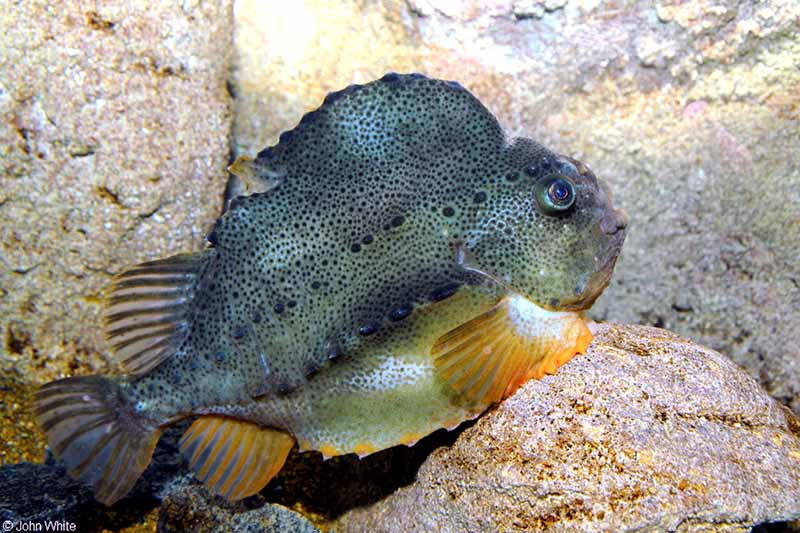 ciegorius (Cyclopterus lumpus) ciegorius (Cyclopterus lumpus)