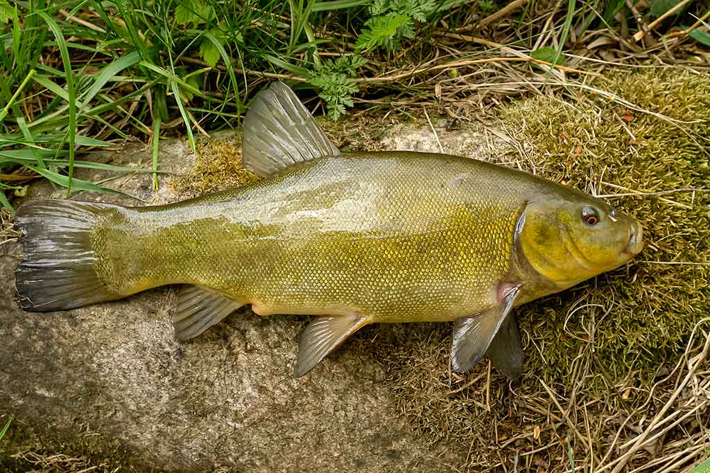 Karpių gaudymo vingrybės. Įranga ir sistemėlės Karpių gaudymo vingrybės. Įranga ir sistemėlės