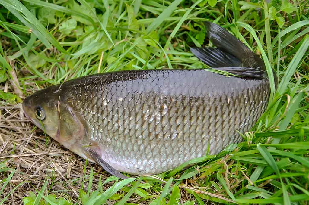 Masalai, kurių niekas (beveik niekas) nenaudoja Masalai, kurių niekas (beveik niekas) nenaudoja