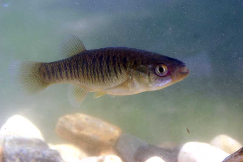 Fundusas (Fundulus heteroclitus) Fundusas (Fundulus heteroclitus)