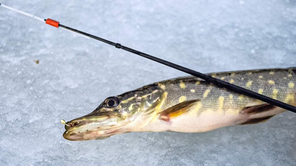 Bemasalinė avižėlė – mitai ir tikrovė Bemasalinė avižėlė – mitai ir tikrovė