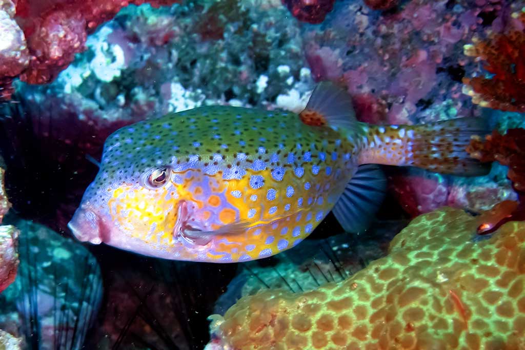 Dėžiažuvė Dėžiažuvė