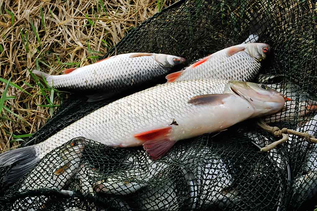 Pirma žuvis, kurią pagausiu Pirma žuvis, kurią pagausiu
