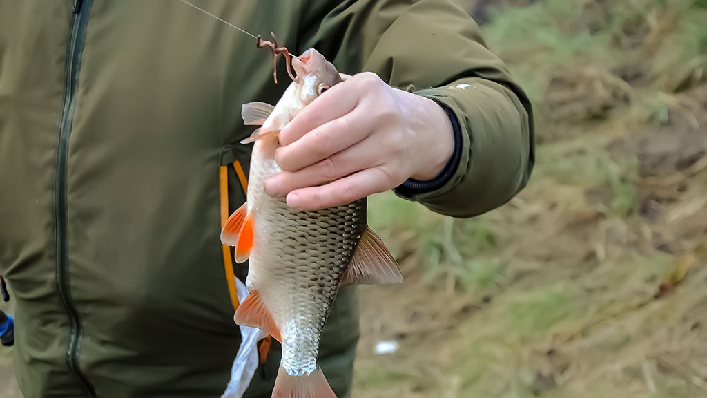 Nemunas, plūdinė ir senos dambos. Kaip jaukinti, kuo žvejoti Nemunas, plūdinė ir senos dambos. Kaip jaukinti, kuo žvejoti