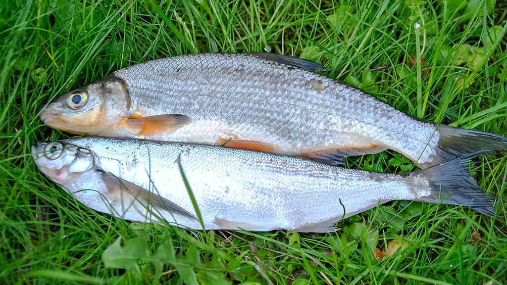 Nekibo, nekibo, bet kai jau pradėjo... Nekibo, nekibo, bet kai jau pradėjo...