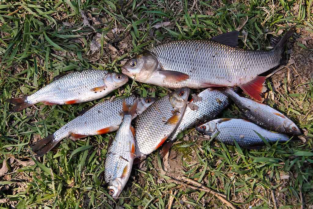 Plačiau apie viršūnėles ir šiek tiek apie dugnines. Antra dalis Plačiau apie viršūnėles ir šiek tiek apie dugnines. Antra dalis