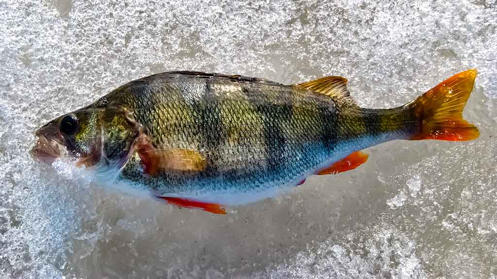 DSC_0169-1.jpg DSC_0169-1.jpg