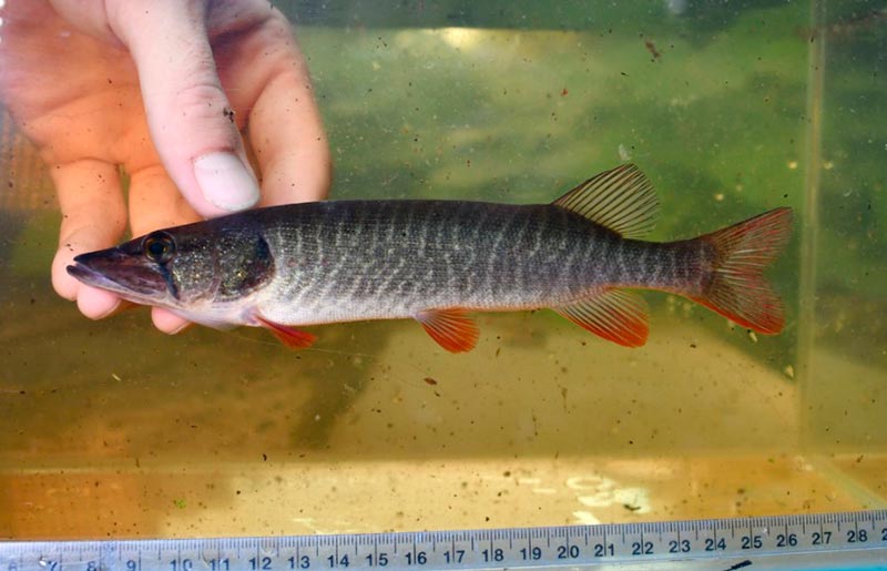 Amerikinė raudonpelekė lydeka Amerikinė raudonpelekė lydeka