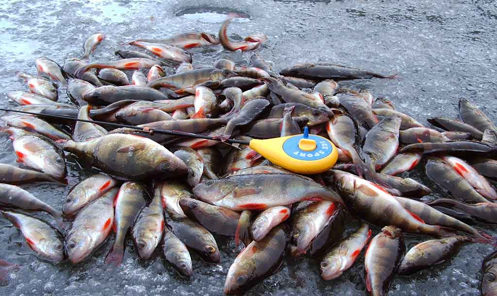 Avižėlė ir jos spalvos Avižėlė ir jos spalvos