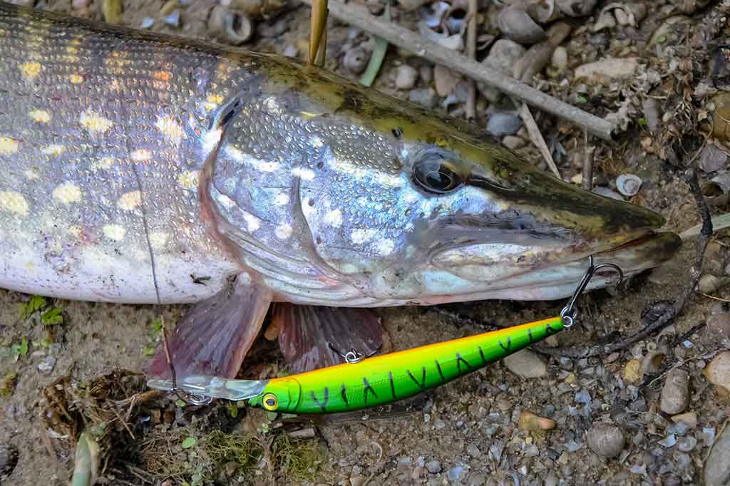 Tvičingas. Ar būtina pilna dėžė voblerių? Tvičingas. Ar būtina pilna dėžė voblerių?