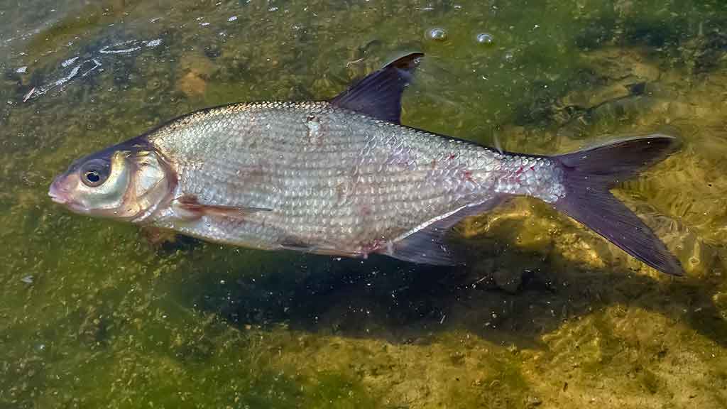 Šiek tiek kitaip apie karšių jaukinimą Šiek tiek kitaip apie karšių jaukinimą