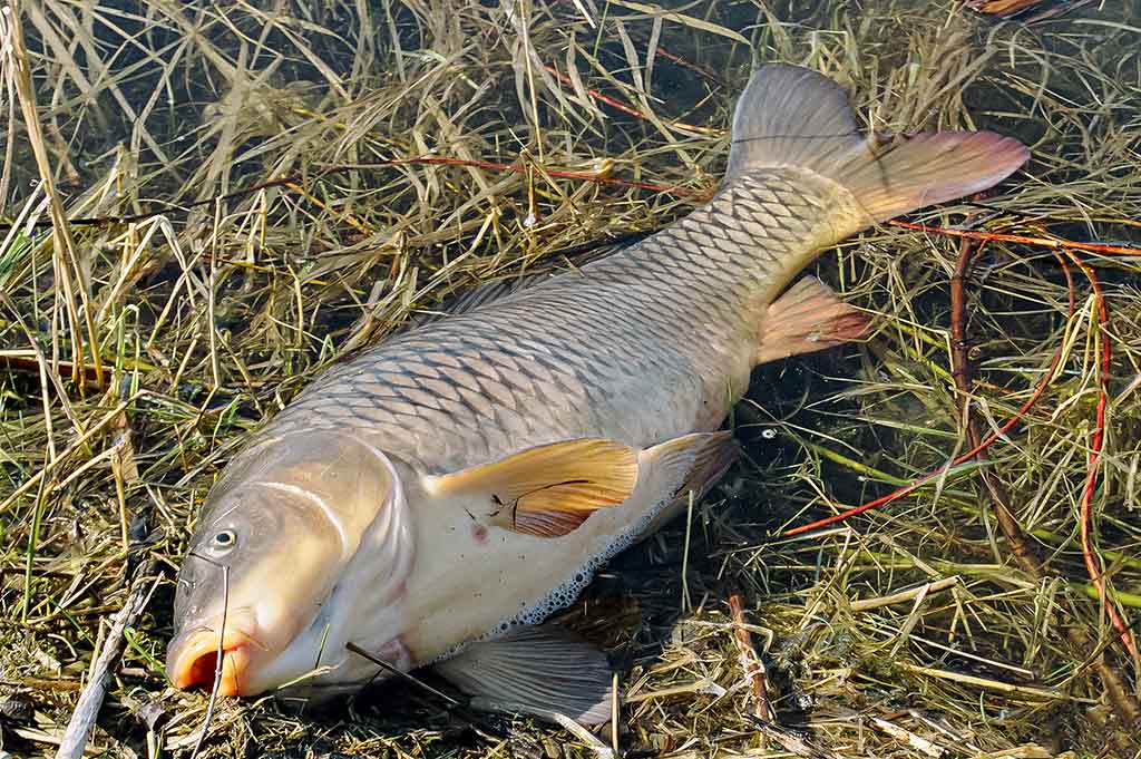 Kaip pagauti Nemune karpį. Masalų ir žūklaviečių paieškos Kaip pagauti Nemune karpį. Masalų ir žūklaviečių paieškos