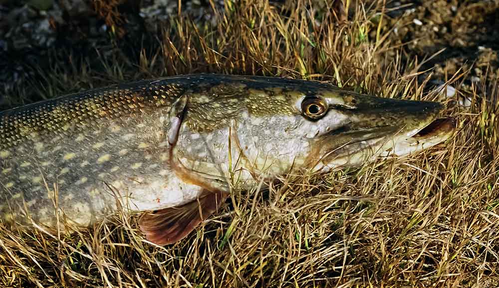 Jei sausį smarkiai atšyla. Spiningavimas Jei sausį smarkiai atšyla. Spiningavimas