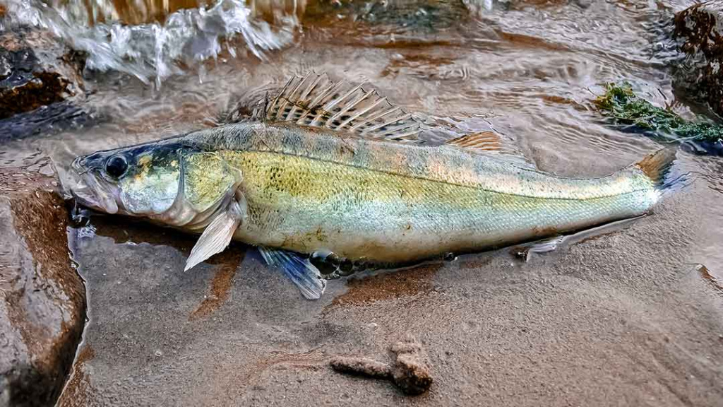 Spiningavimas su Texas Rig Spiningavimas su Texas Rig