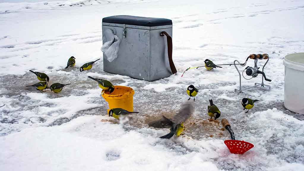 Viduržiemy su avižėle Viduržiemy su avižėle