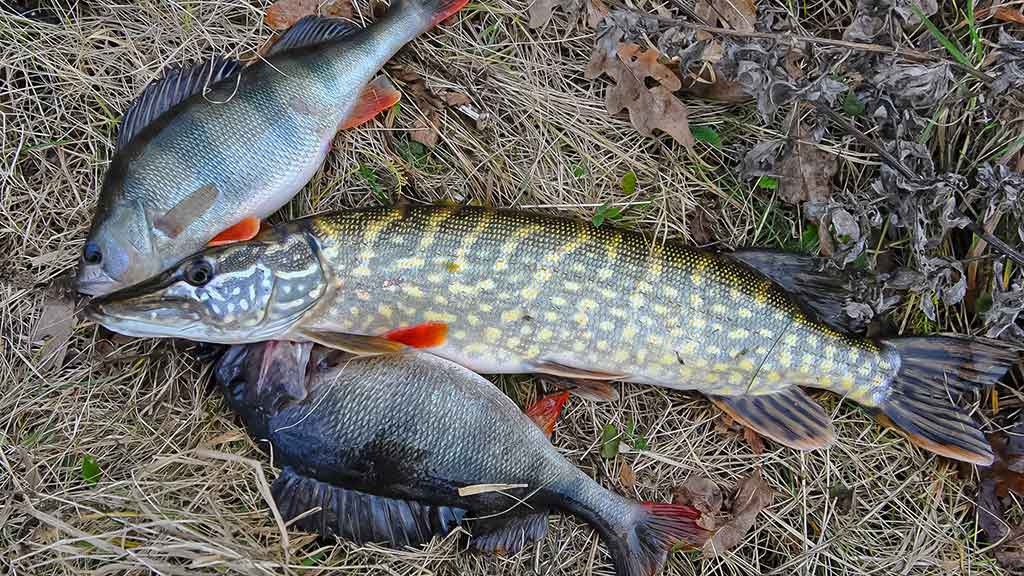 Ieškok žuvų masalų „kapinyne“ Ieškok žuvų masalų „kapinyne“
