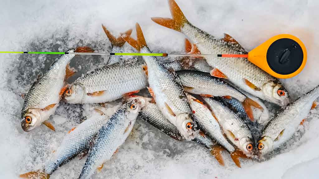 Kaip paruošti meškerę poledinei žūklei Kaip paruošti meškerę poledinei žūklei