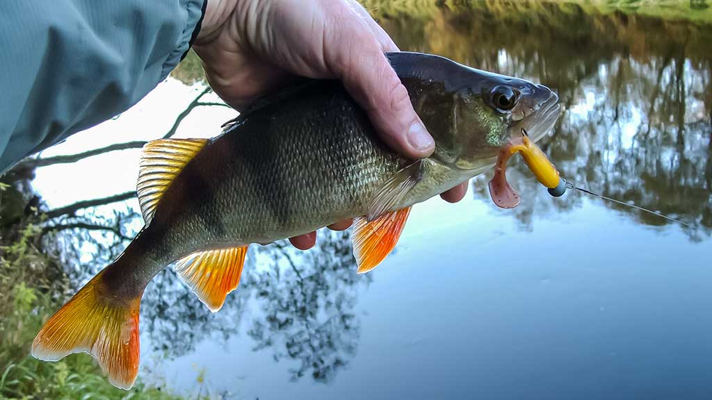 Kaip spiningauti šiekštynuose Kaip spiningauti šiekštynuose