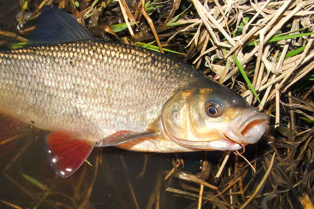 Masalai, kurių niekas (beveik niekas) nenaudoja Masalai, kurių niekas (beveik niekas) nenaudoja