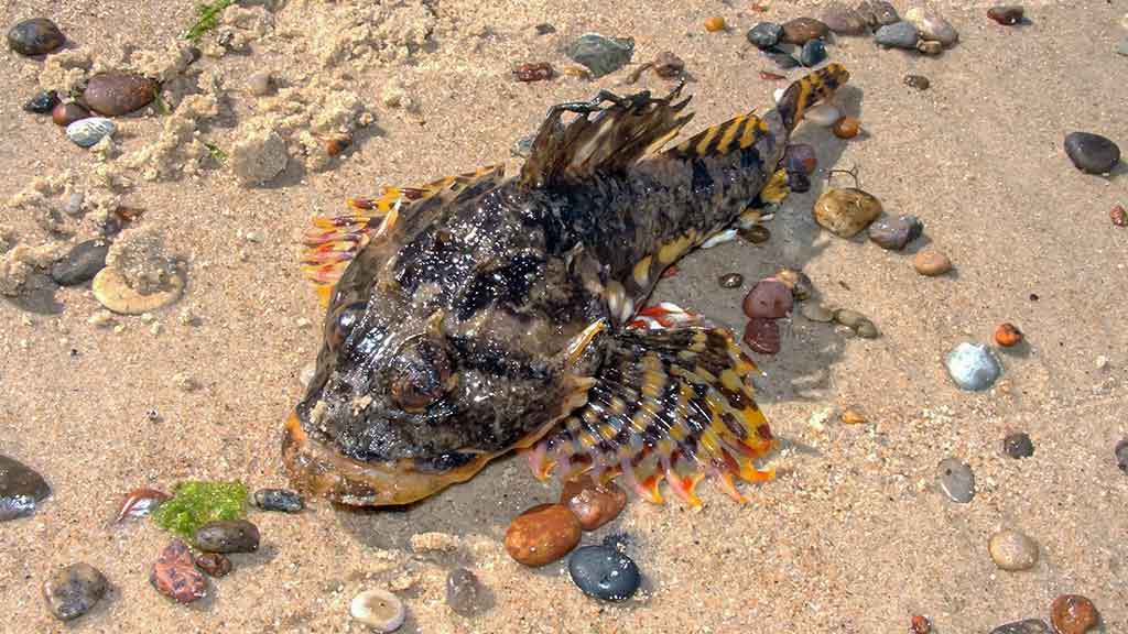 Kaip pagauti Baltijos plekšnę. Otai ir kitos žuvys Kaip pagauti Baltijos plekšnę. Otai ir kitos žuvys