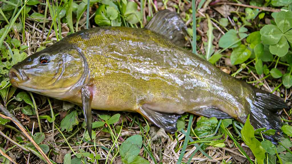 Plačiau apie viršūnėles ir šiek tiek apie dugnines. Antra dalis Plačiau apie viršūnėles ir šiek tiek apie dugnines. Antra dalis