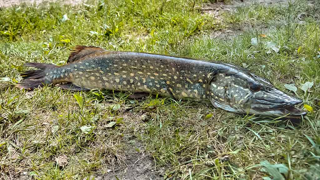 Lydekos, tvičingas ir dideli vobleriai. Kuo ypatingi šie masalai? Lydekos, tvičingas ir dideli vobleriai. Kuo ypatingi šie masalai?