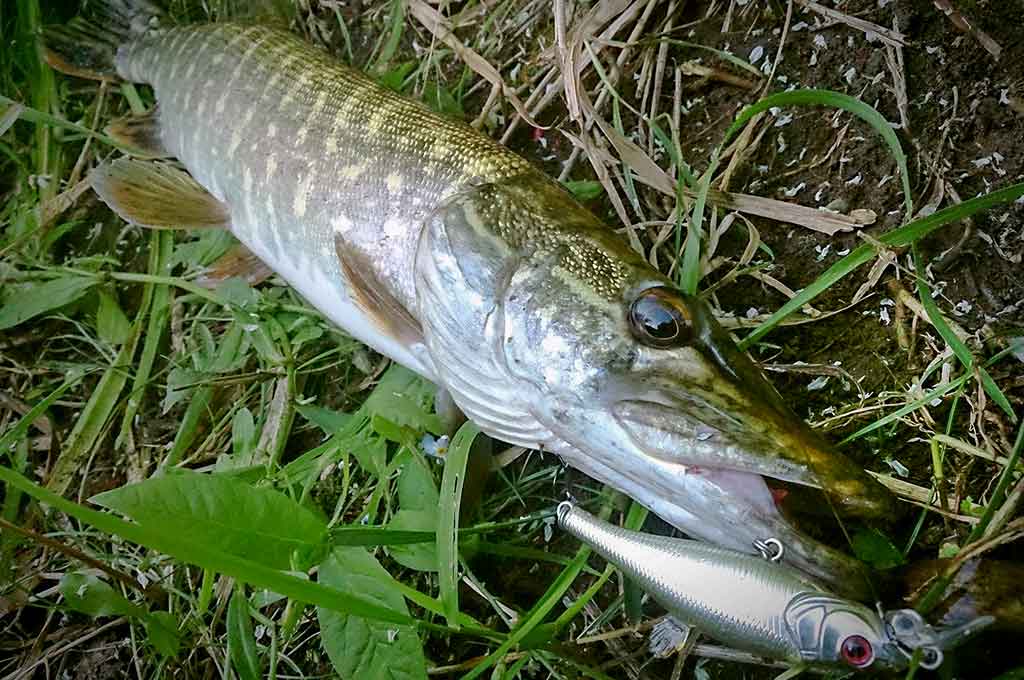 Ar sunku įsisavinti tvičingą? Spiningavimas iš valties Ar sunku įsisavinti tvičingą? Spiningavimas iš valties