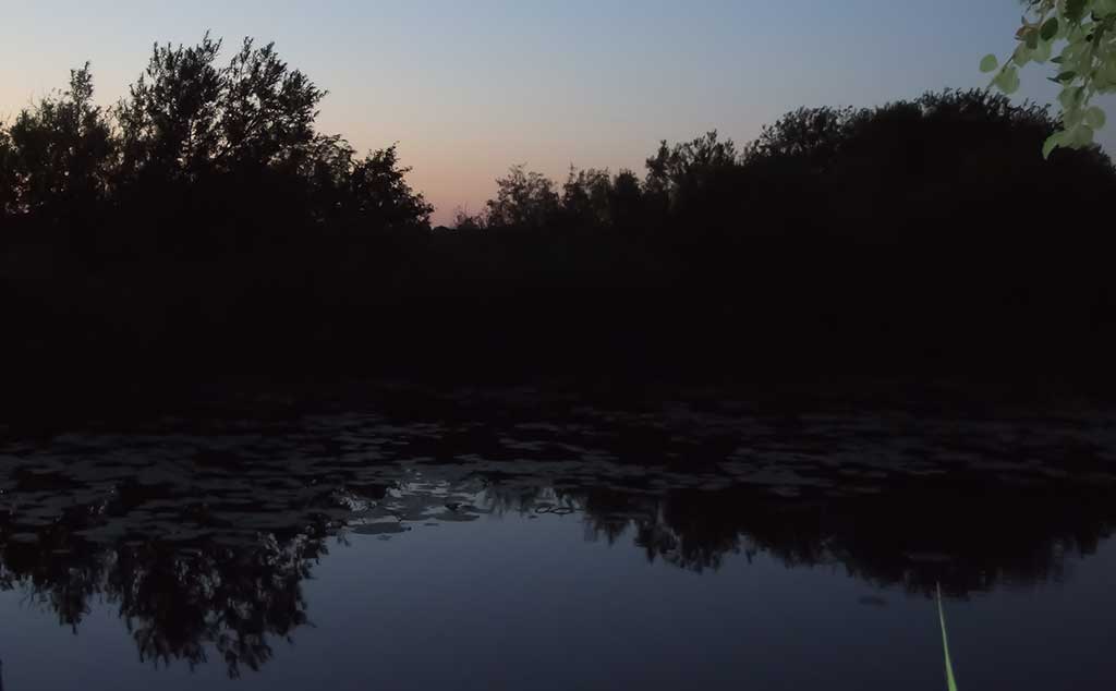 Zoną ties vandens augalijos riba naktį aplanko stambios žuvys Zoną ties vandens augalijos riba naktį aplanko stambios žuvys