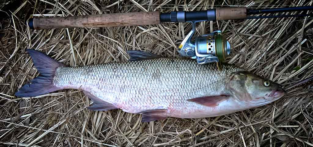 Jei sausį smarkiai atšyla. Spiningavimas Jei sausį smarkiai atšyla. Spiningavimas