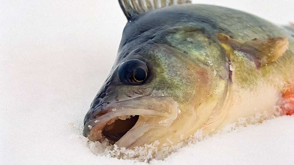 Viduržiemy su avižėle Viduržiemy su avižėle