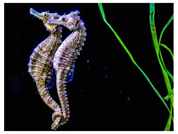 Jūrų arkliukai Jūrų arkliukai