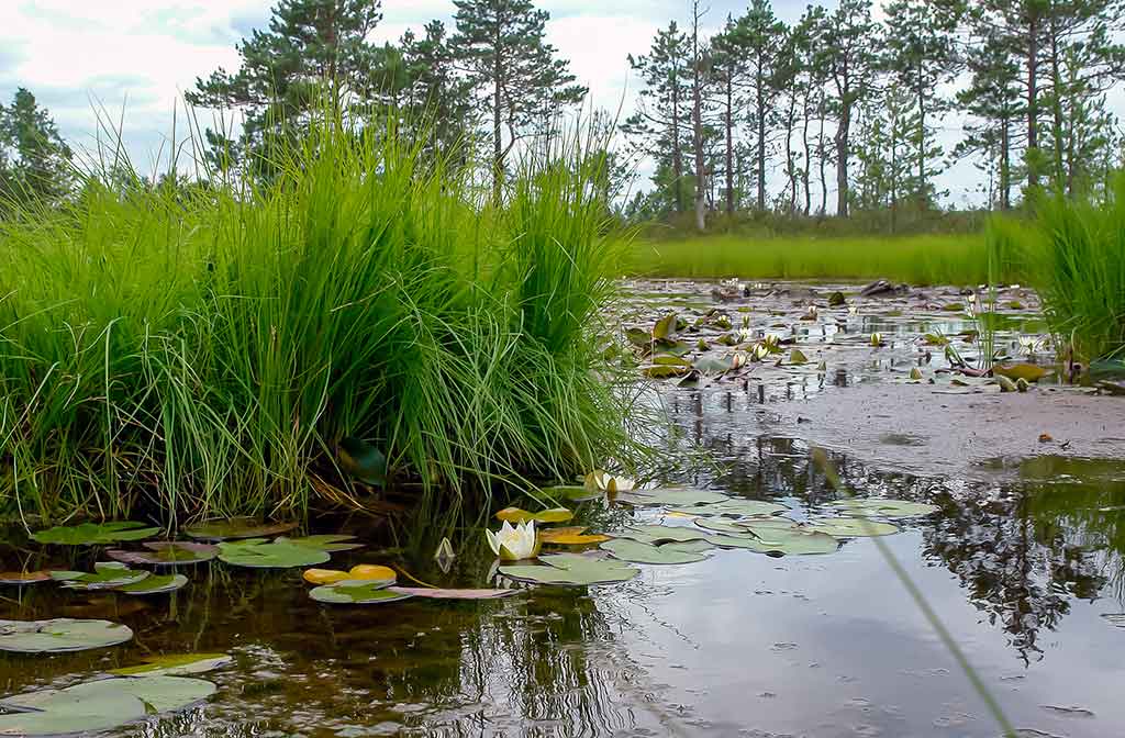 Vandens džiunglių labirintuose. Pačios gražiausios vandenžolės Vandens džiunglių labirintuose. Pačios gražiausios vandenžolės