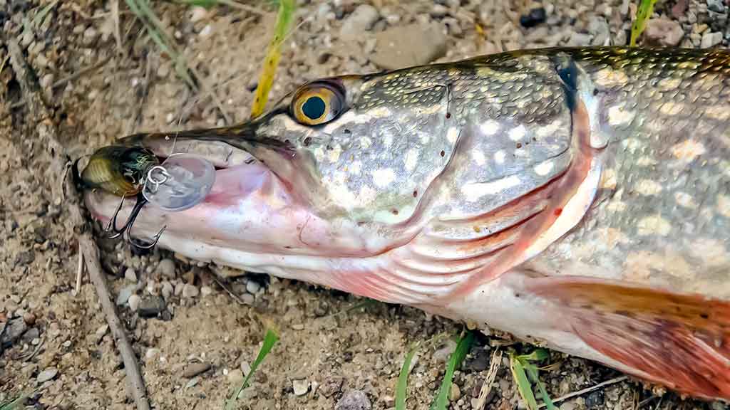 Lydekos, tvičingas ir dideli vobleriai. Techniniai niuansai, žūklavietės Lydekos, tvičingas ir dideli vobleriai. Techniniai niuansai, žūklavietės