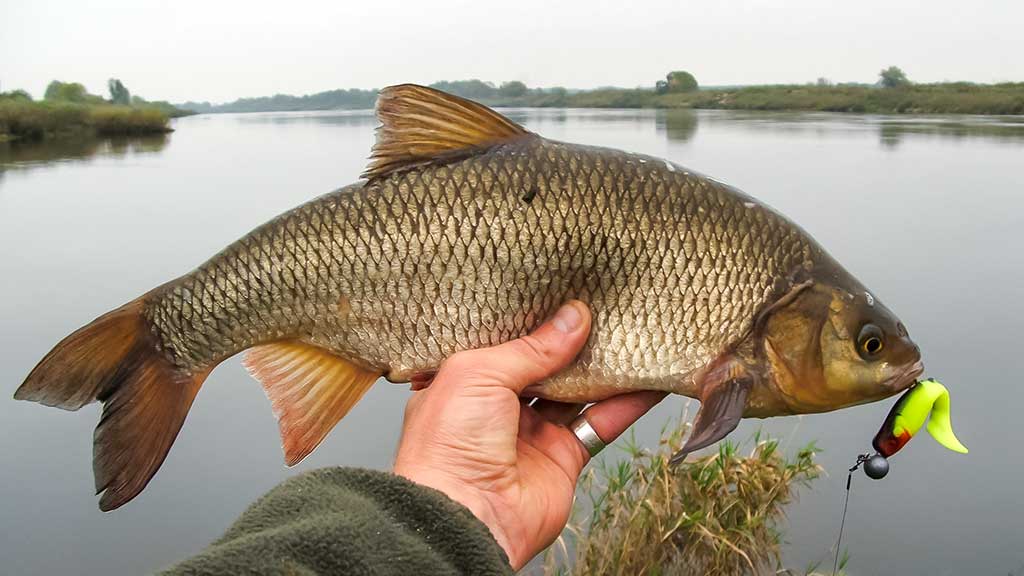 Kaip „reanimuoti“ guminukus Kaip „reanimuoti“ guminukus
