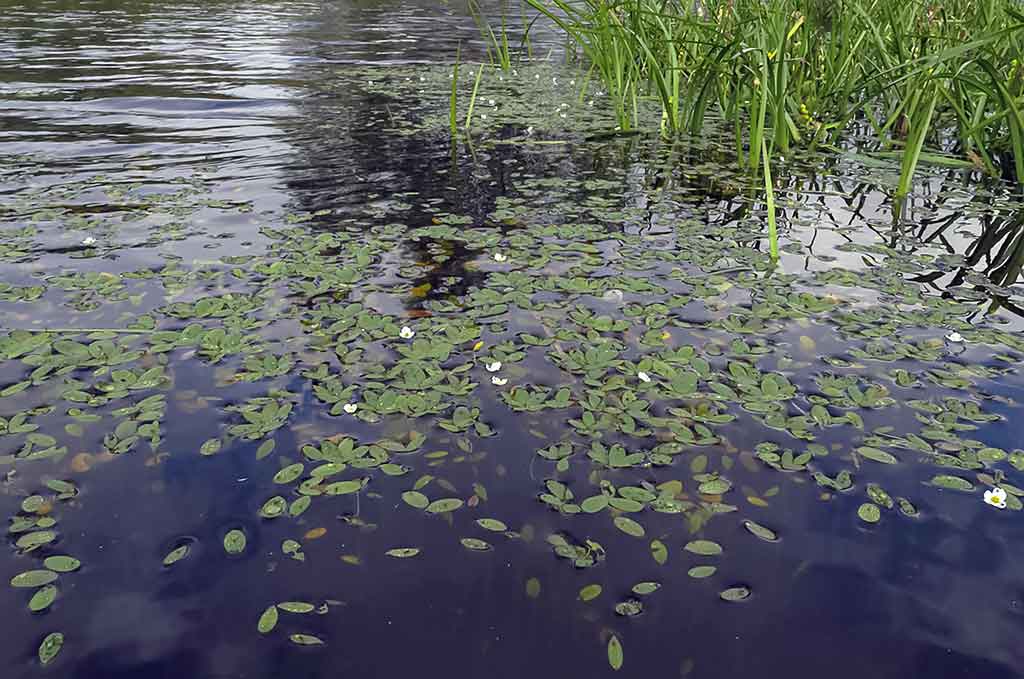 Labai maži ir labai plėšrūs Labai maži ir labai plėšrūs