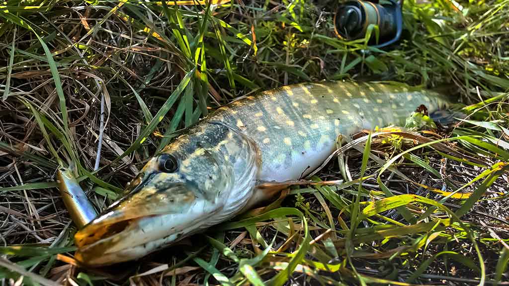 Lydekos, tvičingas ir dideli vobleriai Lydekos, tvičingas ir dideli vobleriai