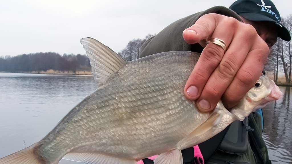 Dugninė trumpai distancijai Dugninė trumpai distancijai